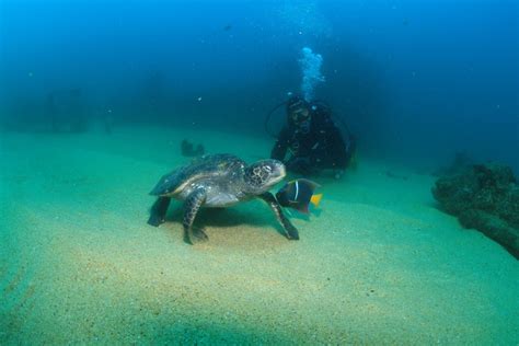 Excursión certificada de 3 horas de buceo en Los Cabos GetYourGuide