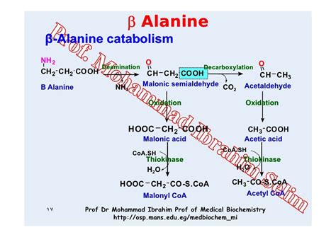 03 alanine metabolism