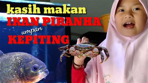 Populer Ikan Piranha YG Makan Orang, Tato Ikan