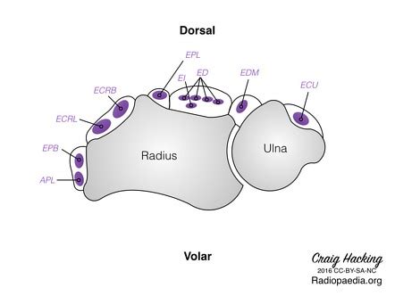 Dorsal Tubercle Of Lister Of Radius