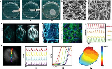 Postmaturation Reinforcement Of Dprinted Vascularized Cardiac