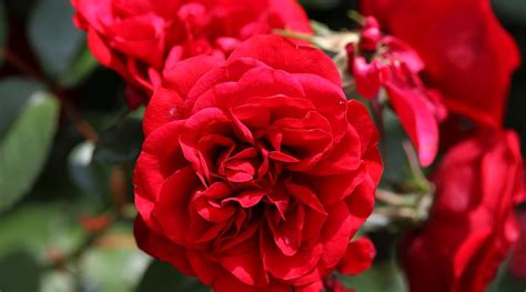 31 Different Types of Beautiful Red Rose Varieties