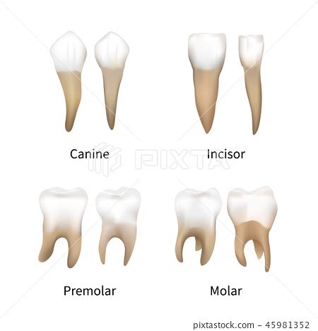 Teeth Names What Each Tooth Is For? Tooth Shapes, 54% OFF