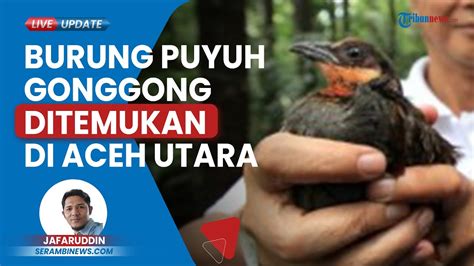 Burung Puyuh Gonggang Yang Langka Selama 84 Tahun Kini Ditemukan Di