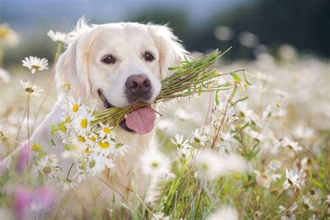 White Golden Retriever: Puppies, Facts, Lifespan & Intelligence