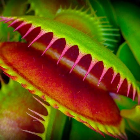 Planta carnivora atrapamoscas venus carnívoras dionaea muscipula