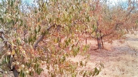 Apple Orchards In Himachal Are In The Grip Of Drought Fruits Are