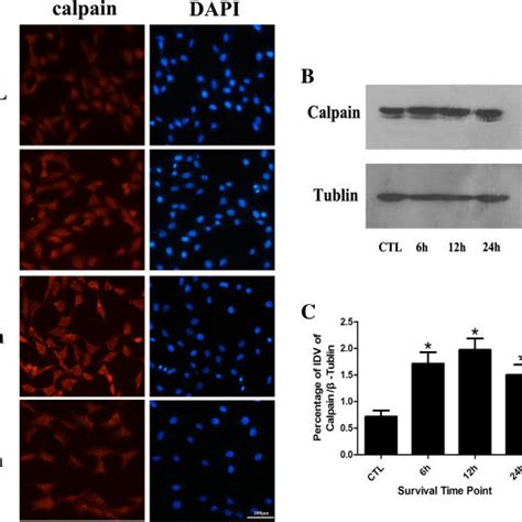 Calpain Protein Expression Level Detection Panel A Immunofluorescence