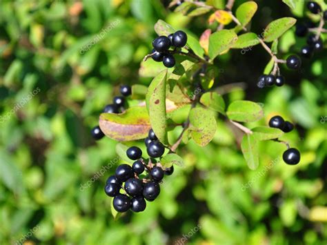 Berries of alder buckthorn (Frangula alnus) — Stock Photo © rbiedermann #5452402