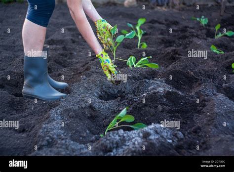 Person Planting Out Plants In Soil Stock Photo Alamy