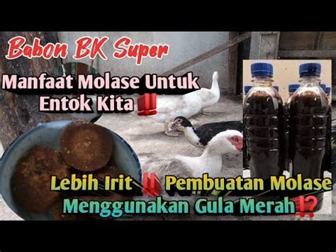 Proses Pembuatan Molase Dan Manfaat Molase Untuk Ternak Entok Youtube