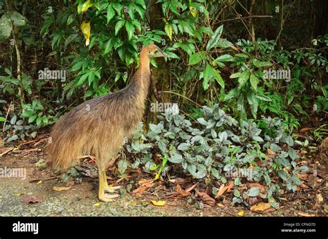 Cassowary Daintree National Park Unesco World Heritage Site Queensland Australia Pacific