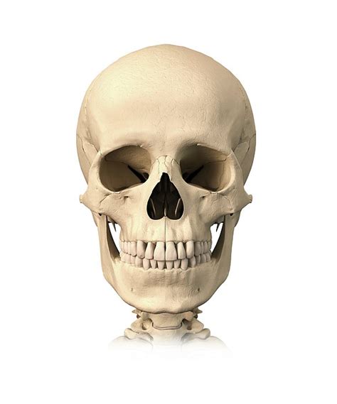 Human Skull Artwork Greeting Card By Science Photo Library Leonello