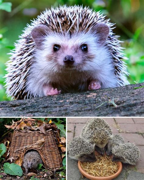 Where To Put A Hedgehog House To Attract Hedgehogs For Your Garden Gardening Ideas