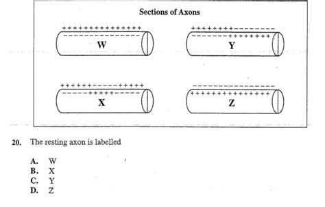 Solved Sections Of Axons20 ﻿the Resting Axon Is