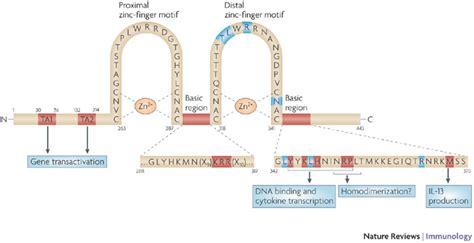 Functional domains and essential amino acids in mouse GATA-binding ... 