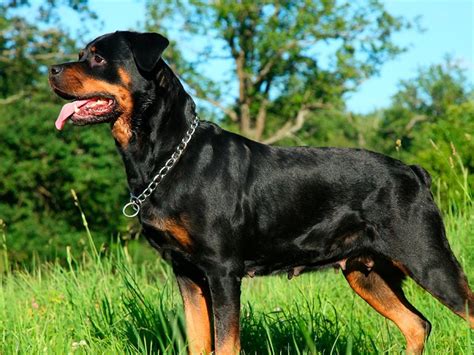 Aprenda Todo Sobre La Raza De Perros Rottweiler Revista Ven America