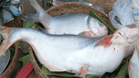 Big Katla With Boal Fish Cutting Skills Live In Fish Market Fish