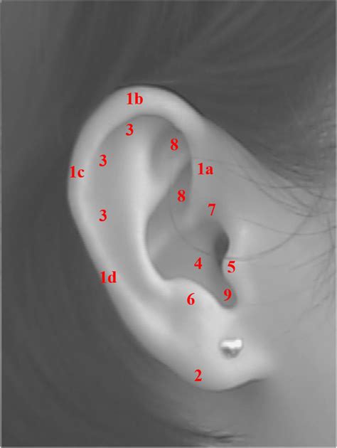 The structure and composition of ear auricle (pinna) (1) Helix Rim (1a ...