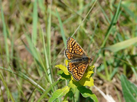 Euphydryas Aurinia Le Damier De La Succise Ancien Auto C Flickr