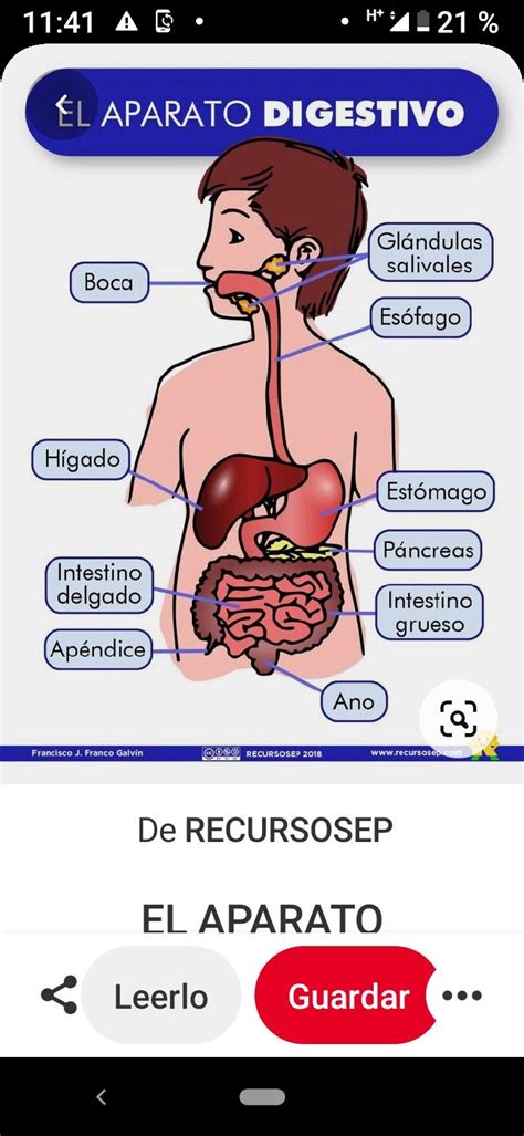 Pin De Carolina Martinez En Anatomia Ni Os Intestino Grueso Cuerpo