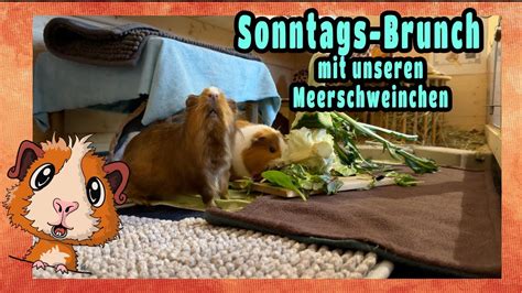 Sonntags Brunch Mit Unseren Meerschweinchen Youtube