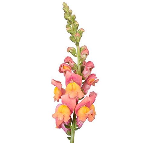 Orange Snapdragon 10 Stem Bunch