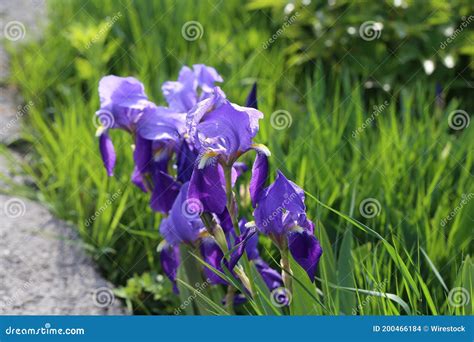 Tir De Focalisation S Lectif Des Fleurs Bleues D Iris Dans Un Champ De