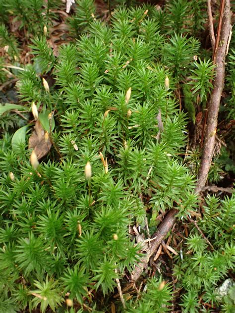 Contorted Pogonatum Moss Bryophyta Mosses Of Vancouver Island