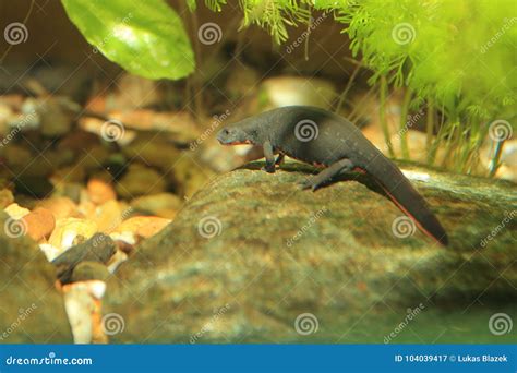 Fire bellied oriental newt stock image. Image of nature - 104039417