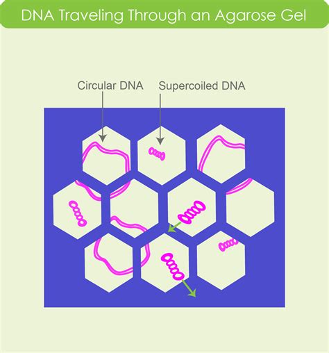 Agarose Le Molecular Biology Grade Smartscience