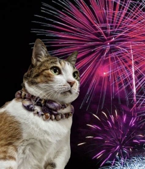 Pets e fogos de artifício como proteger seus bichinhos durante as