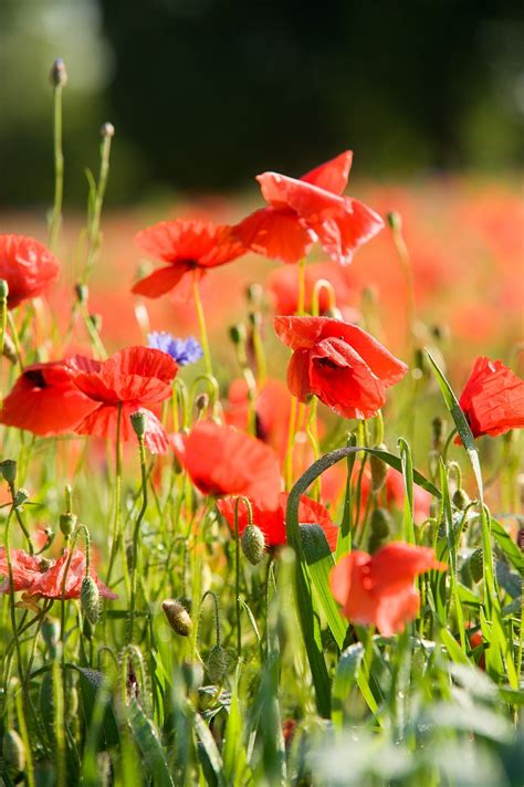 Champ De Coquelicots Coquelicot Photo Gratuite Sur Pixabay Pixabay