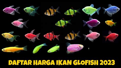 Harga Ikan Glofish Terbaru Tahun Youtube