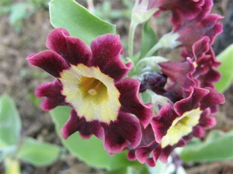Примула ушковая (Primula auricula) - купить семена и саженцы