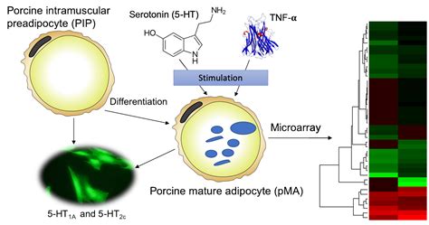 Ijms Free Full Text Transcriptome Modifications In The Porcine