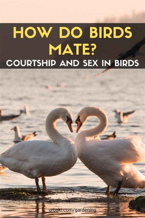 How Do Birds Mate Courtship And Sex In Birds