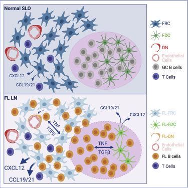 Follicular Lymphoma Triggers Phenotypic And Functional Remodeling Of