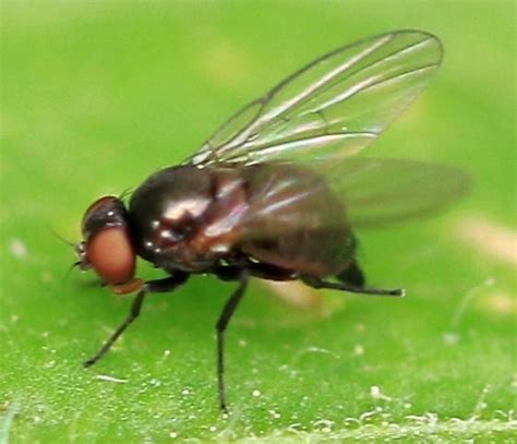 Leaf Miner Fly Ovipositing On Polymnia Canadensis Leafcup BugGuide Net