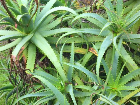 aloe dangerous for cats 5