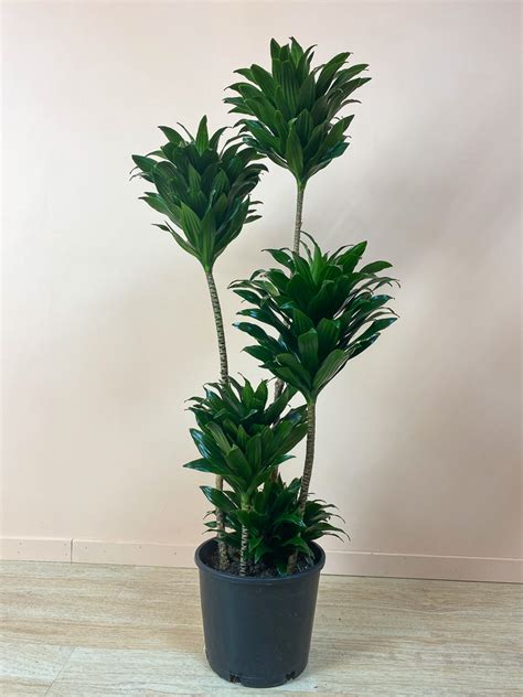 Dracaena Compacta The Mellow Sf Plant Decor Indoor Indoor Plants