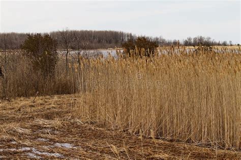 Tall Grasses In The Wetlands Stock Image Image Of Beauty Brown 53344111