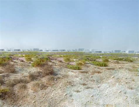 Auction, Property Auction in UAE - Response Auction