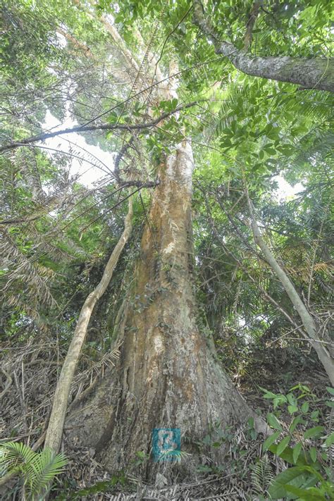 Merbau Malaysia’s National Tree