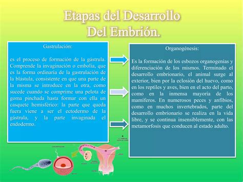 Desarrollo Embrionario Ppt