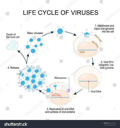 708 Imagens De Virus Life Cycle Imagens Fotos Stock E Vetores Shutterstock