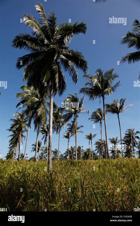 Palm Oil Plantation In Borneo Malaysia Stock Photo Alamy