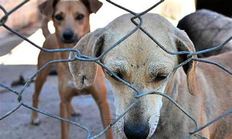 Campanha Quer Conscientizar Propriet Rios De Animais Da Import Ncia Da