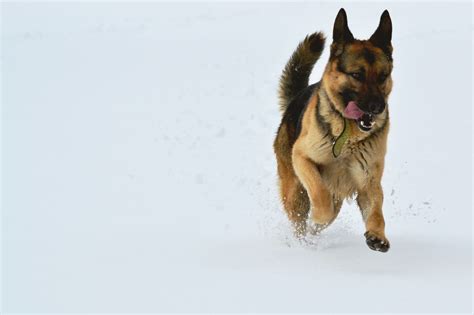 Free Images : snow, winter, run, vertebrate, dog breed, dog like mammal, dog breed group, german