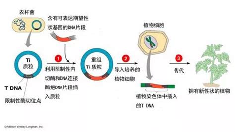 人们为何热衷转基因作物？ 转基因真的不能增产吗？手机新浪网